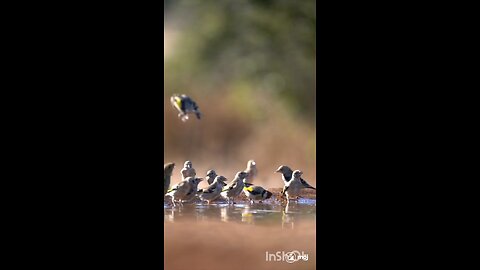 enjoy gold finch