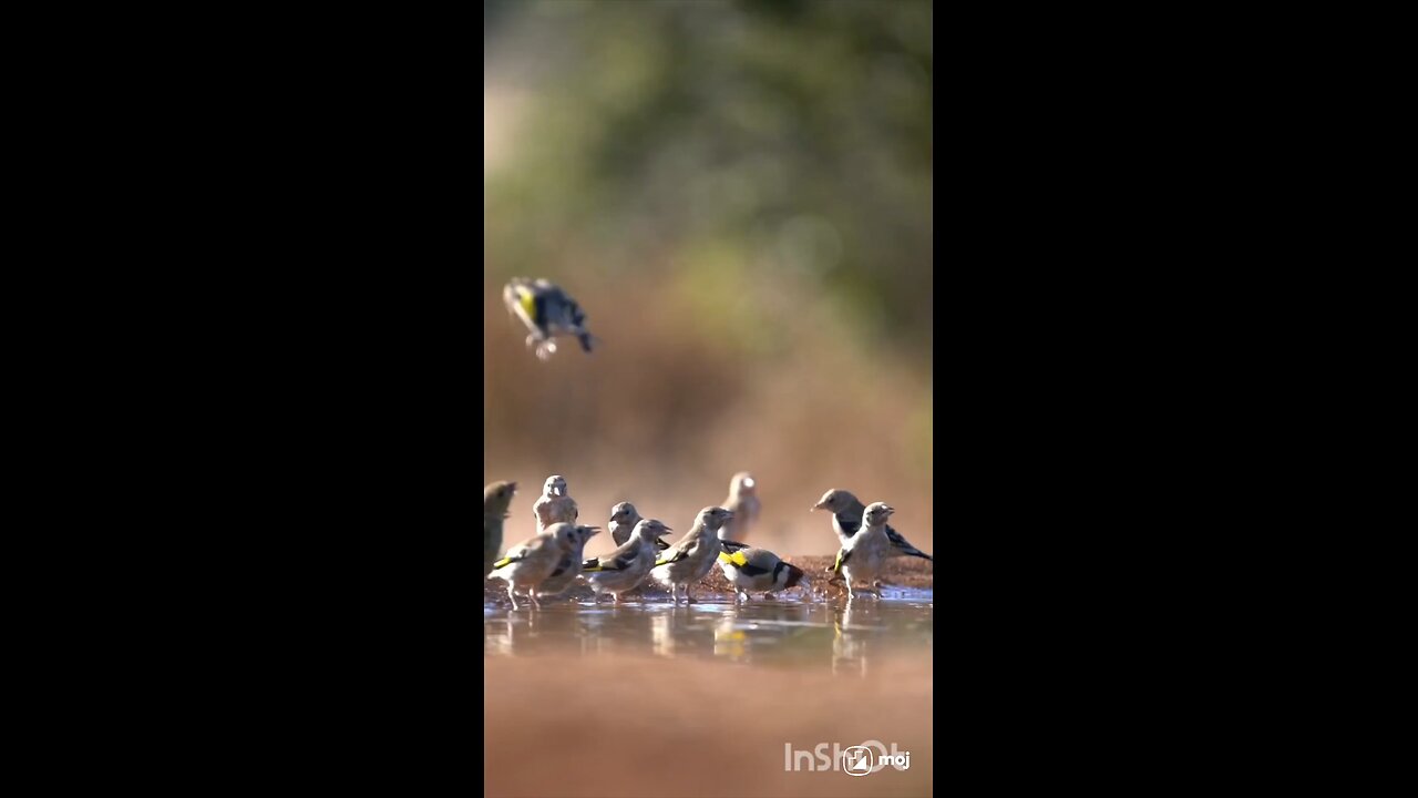 enjoy gold finch