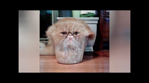 So FUNNY it can CURE DEPRESSION! - Super FUNNY VIDEOS