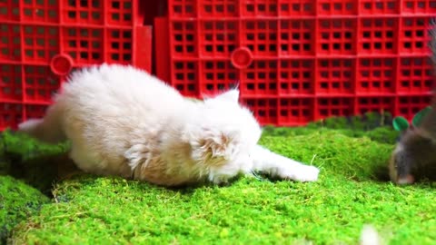 Cute Baby Cats Playing