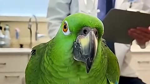 My Parrots Just Hijacked December 😂🦜🔥 #papagoiecho #talkingparot #christmas #parrot #shorts #funny