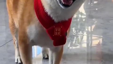 Littels Dog's Comedy Videos 🤣 so cute videos 😍 funny videos 🤣 so cute picture 😍