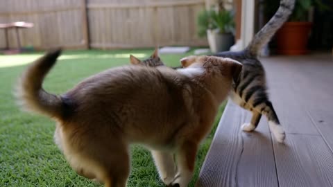 “Funny Animal Videos Compilation 😂” “Cute and Funny Animals 😍” “Funny Cats and Dogs Videos 🐱🐶”