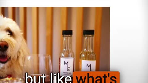 They're Making Wine for Dogs Now. Why? 🍷