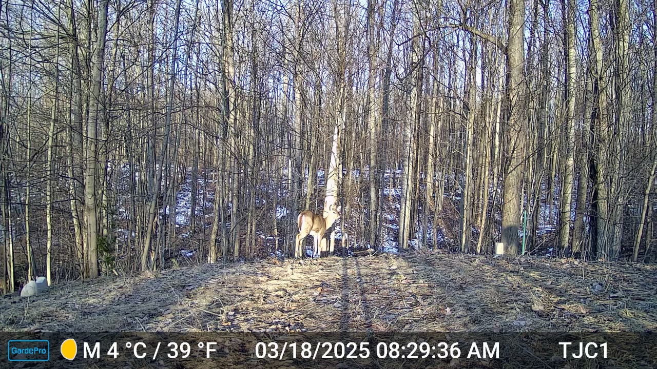 Deer Chase / Snort