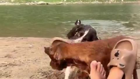 🤣🤔 You Won't Believe How This Dog Explains It! | FunFM