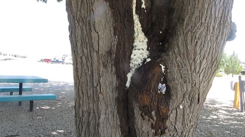 Africanized Bees in a Trailer Park Stinging Residents