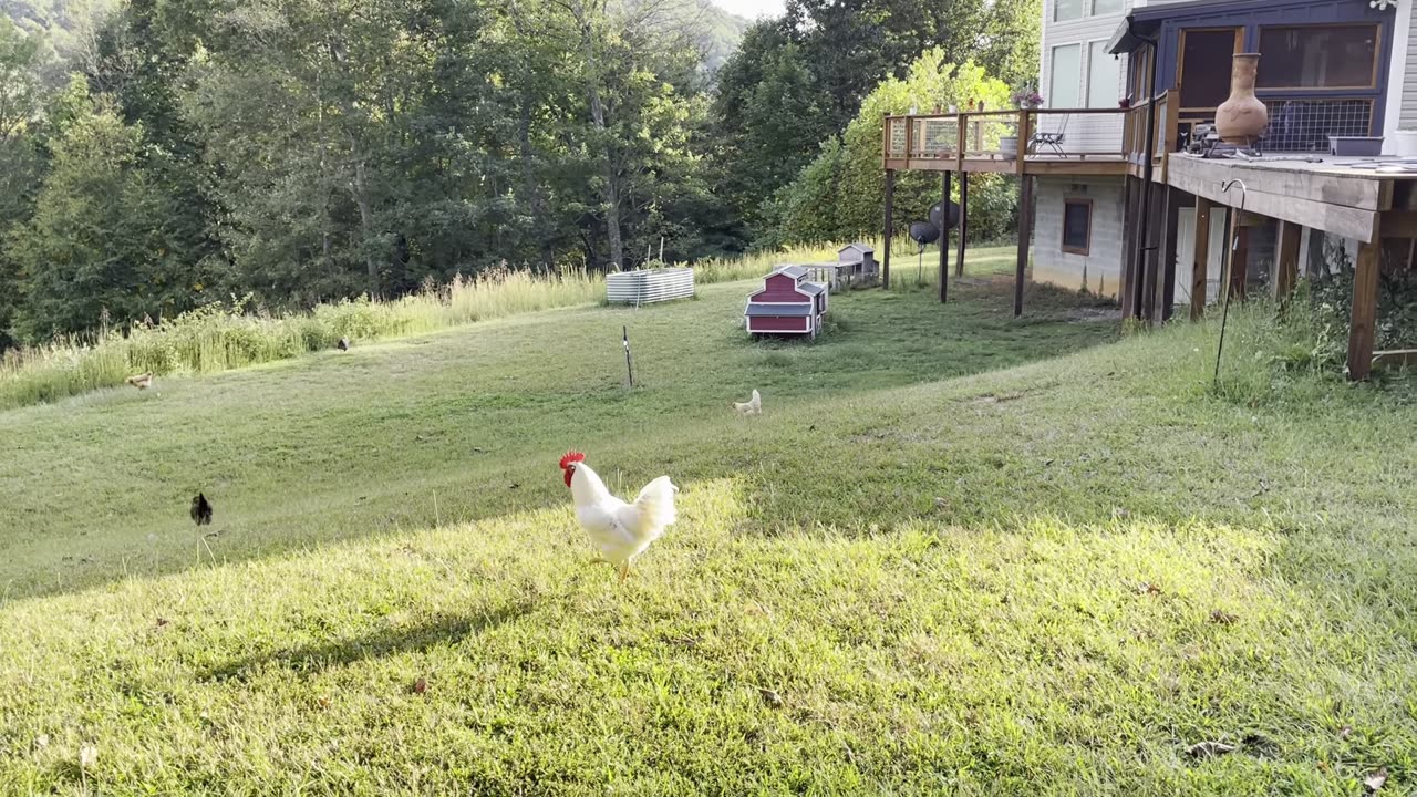 Update On The Carolina Coop Build - Issues And Workarounds - Tennessee Homestead