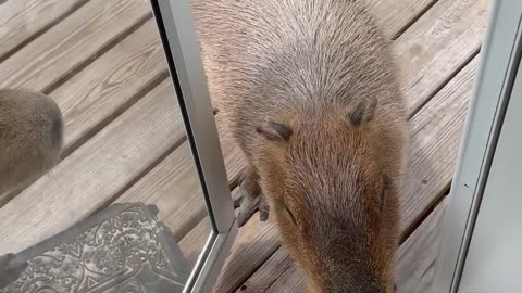 Capybaras At The Door Again
