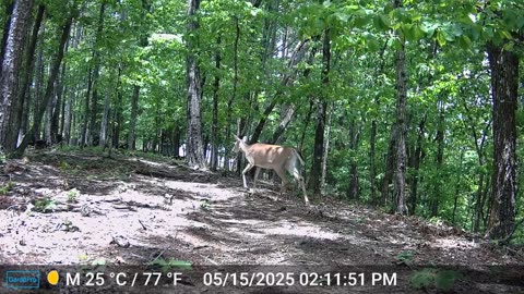 The Woods – 05/16/2025