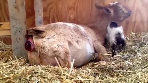 Nigerian Goats