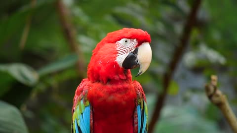 Stunning Red Macaw! A Rare Peaceful Moment in the Wild 🦜❤️