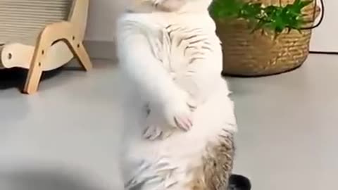 Very brilliant cat dancing. #cat #cuteanimal #cute #lifeisbutadream