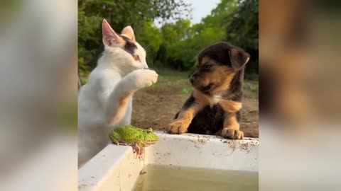 Funniest Dogs and Cats Clips 2025😼🐶Try Not To Laugh😜