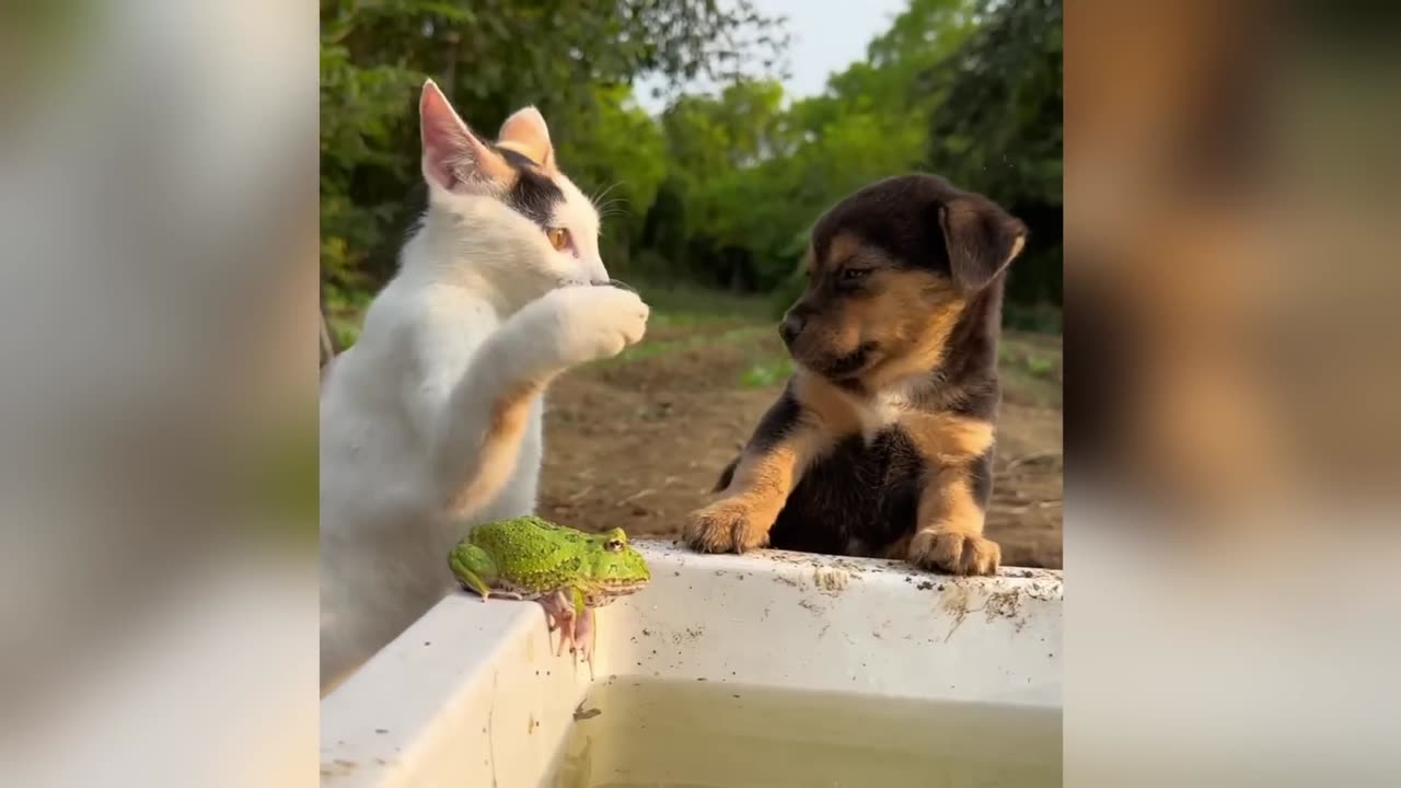 Funniest Dogs and Cats Clips 2025😼🐶Try Not To Laugh😜
