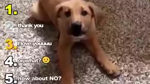 Viral: Ranking Best Dogs Talking Moments