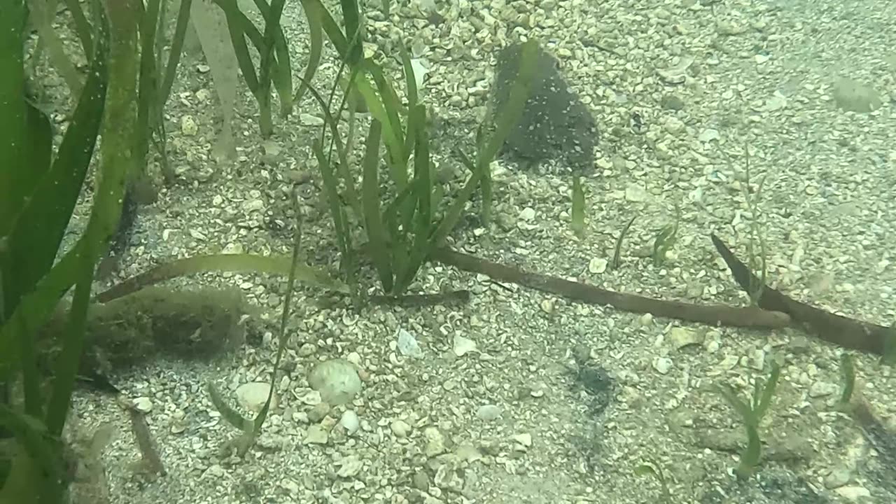 Any Day Snorkeling Is A Good Day!!