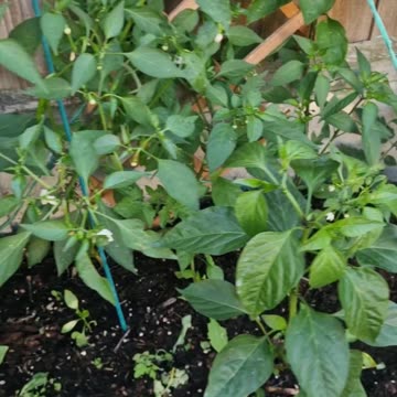Chilli tower and planters we like a bit of spice 🌶😅