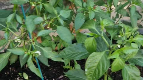 Chilli tower and planters we like a bit of spice 🌶😅