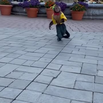 A monkey clowning around - GaG2025