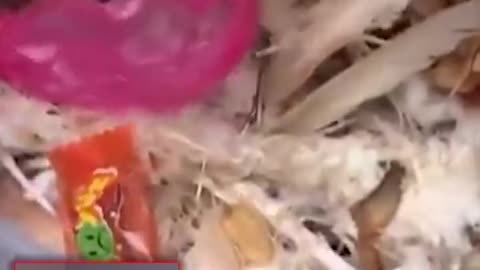 Migrants eating all the Swans in England