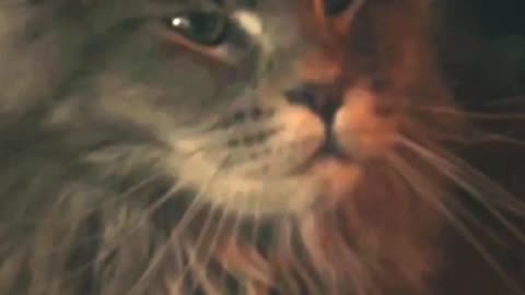 Witchbaord | International Cat Day | In Theaters Now