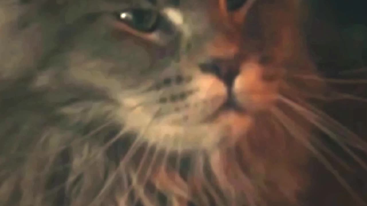 Witchbaord | International Cat Day | In Theaters Now