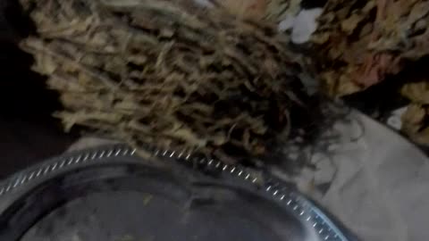 removal of the cvein of the leaf_elimination de la nervure centrale de la feuilleentral