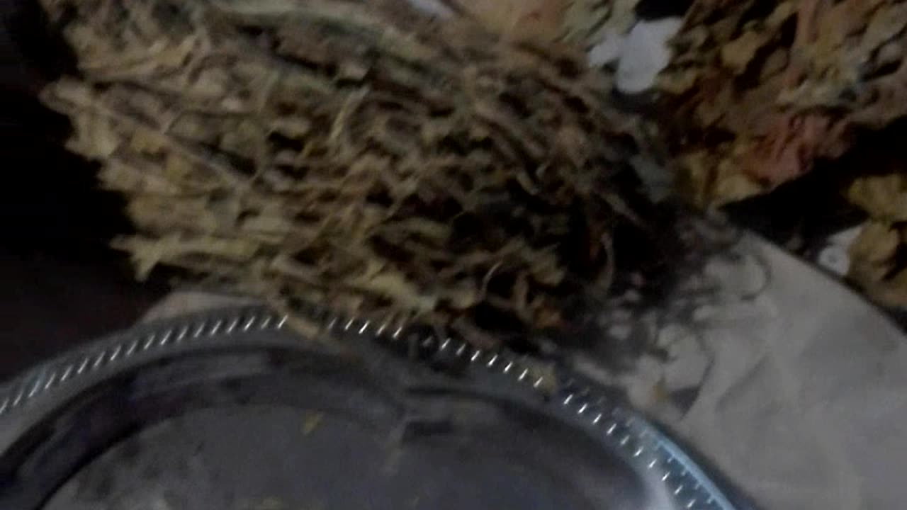 removal of the cvein of the leaf_elimination de la nervure centrale de la feuilleentral