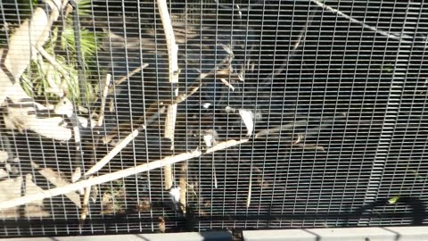 Monkeys lazing around