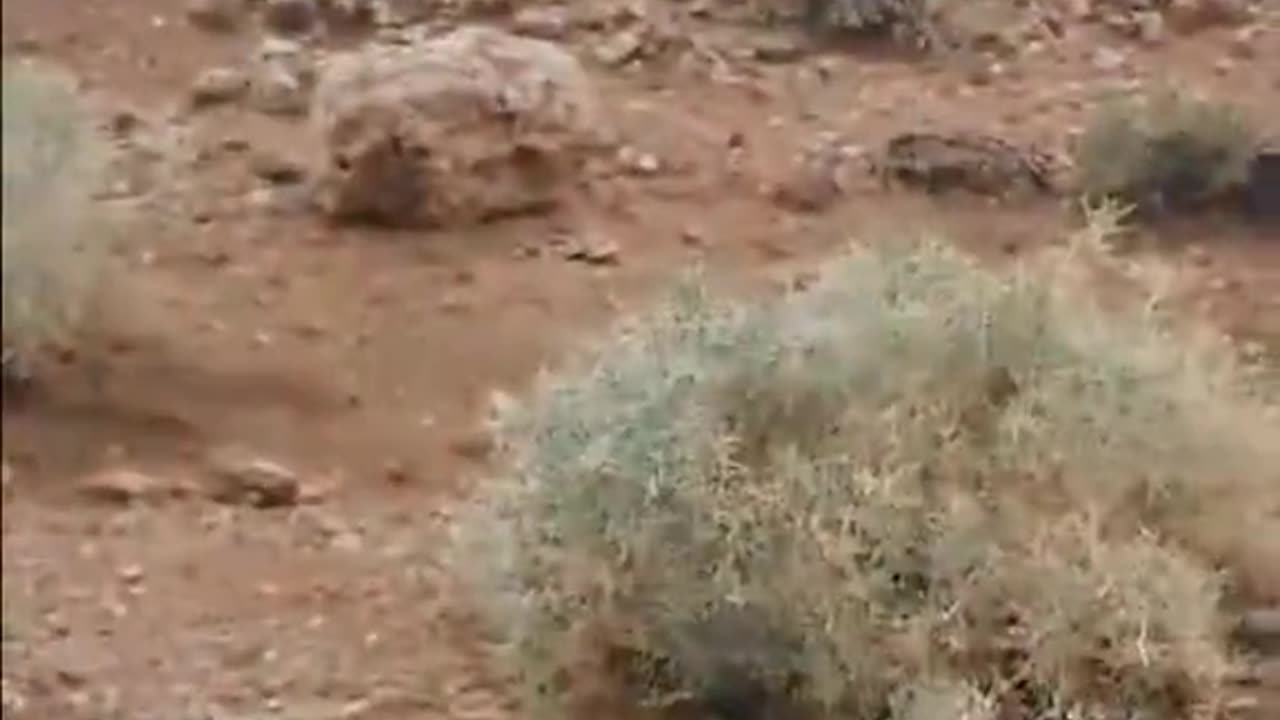 🌳👀 Is This Bush Haunted? Strange Phenomena | TheHauntingHour