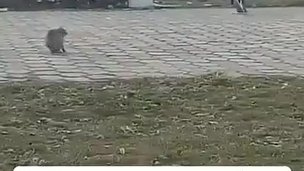 😂 This Cat is the Ultimate Airspace Protector! | FunFM