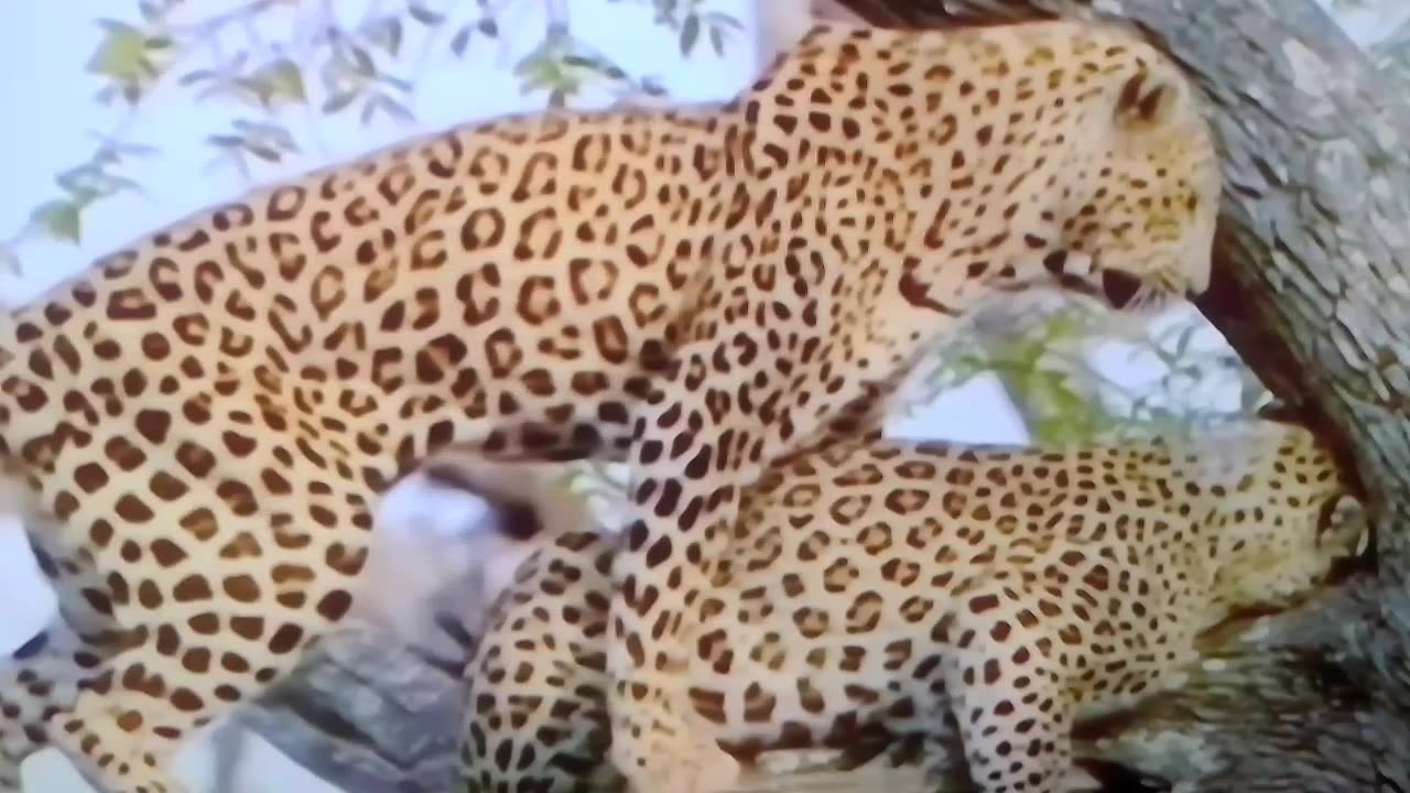 10 Fun Facts about LEOPARD!!!