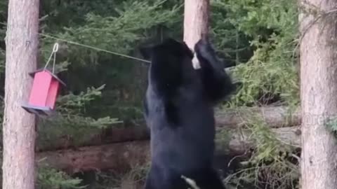 😍😍😘🔥 😍💦 FUNNY Animals and pet's💕😘 😘🔥 💕😘 😍💦 💦