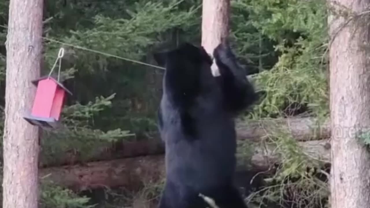 😍😍😘🔥 😍💦 FUNNY Animals and pet's💕😘 😘🔥 💕😘 😍💦 💦