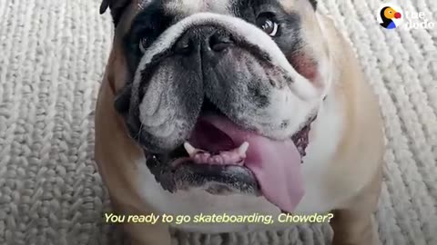 Bulldog Obsessed With His Skateboard Hates When His Parents Try To Take It Away From Him | The Dodo