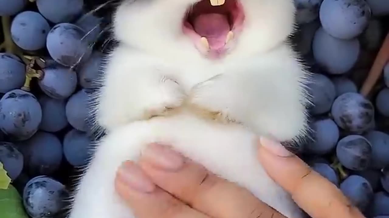 Funny Animals 06