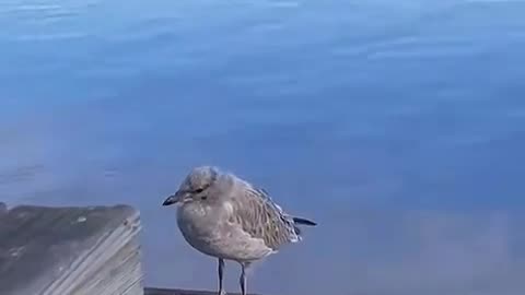😎🐦 Smooth Bird Showing Off Its Moves! | FunFM