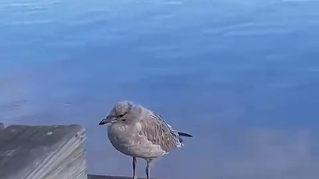 😎🐦 Smooth Bird Showing Off Its Moves! | FunFM
