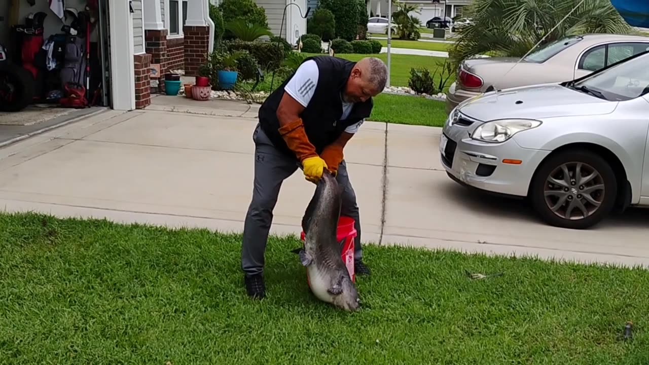 Blue catfish icw Myrtle Beach