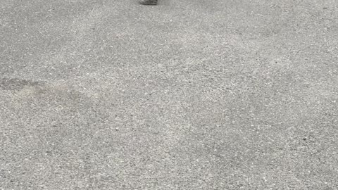 Rottweiler Skateboards on Rock