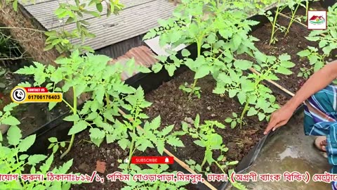 সবজির বেডের পাশ খাড়া করে রাখার সহজ উপায় 🌱 | Raised Bed Support | Siraj Tech Gardening Tips