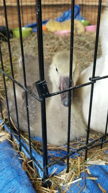 Staring contest with Baby Tooey. #SparklegleamFarm #Lemongrab #Tooey #homestead #geese #farmanimals