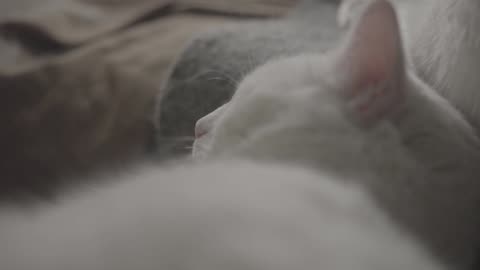 Cute Animal Ep14