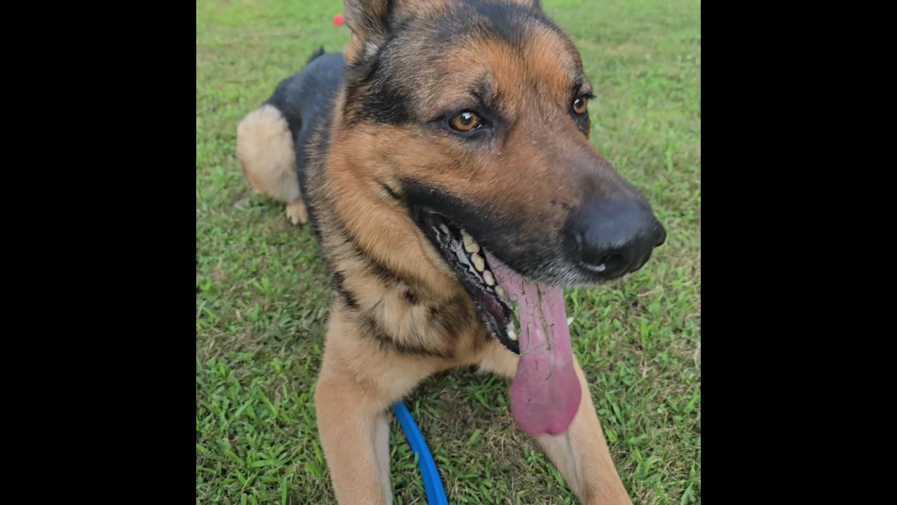Sable german shepherd.