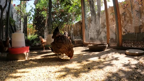 Backyard Chickens In The Morning Fun Relaxing Sounds Noises Hens Roosters!
