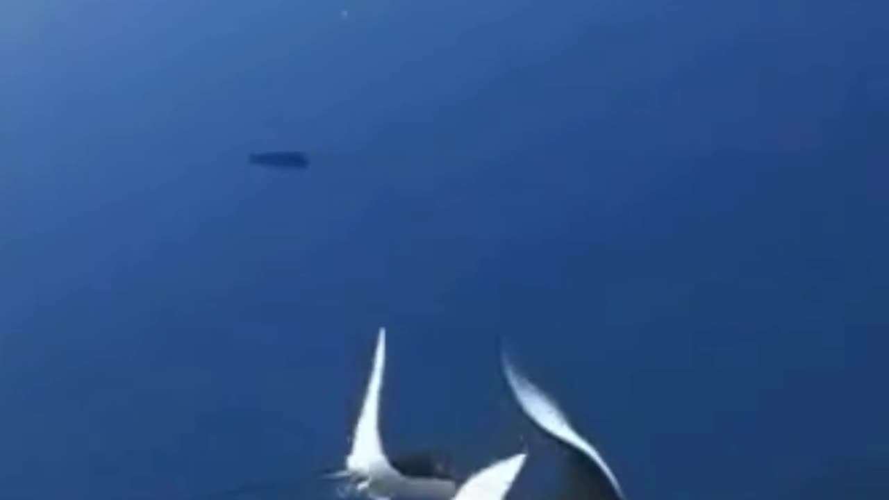 💋Never seen Mating Rituals of Manta Ray