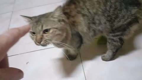 MY Neighbors Cat Thinks It Owns My House?