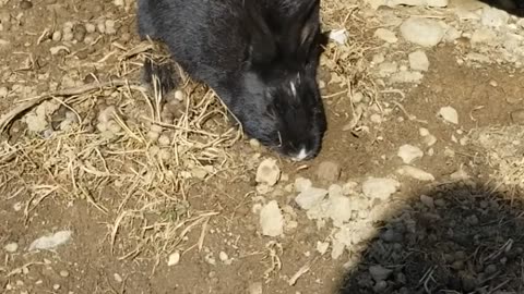 I spy with my little eye, a bunny digging for buried treasure! | #sparklegleamfarm #bunny