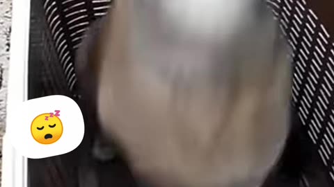 animal funny video #funny #animal #viral #cat